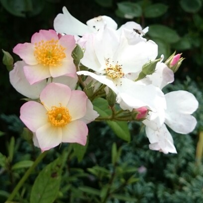 plant image 130168