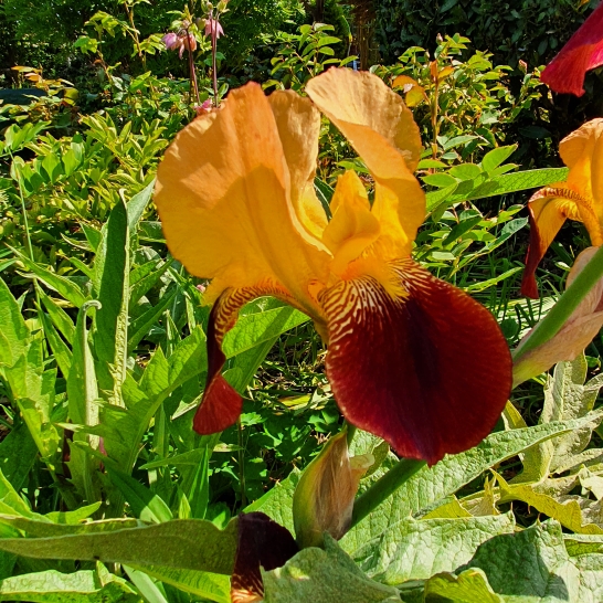 plant image 1306966 plant image 1306966