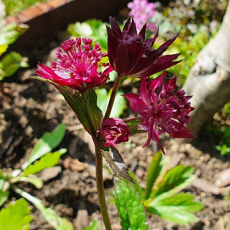 plant image 1306971