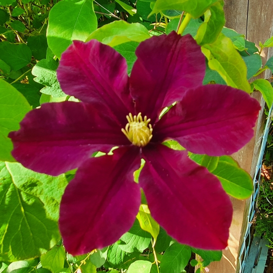 plant image 1312586