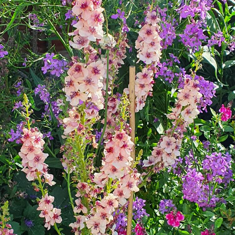 plant image 1316046 plant image 1316046