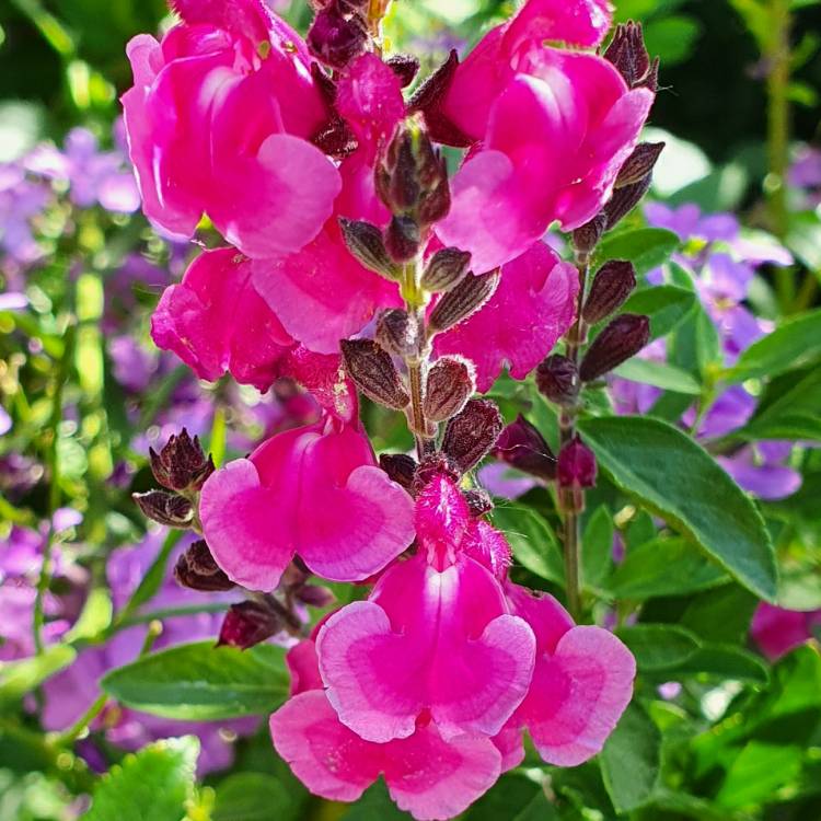 Plant image Salvia 'Coronado Pink'