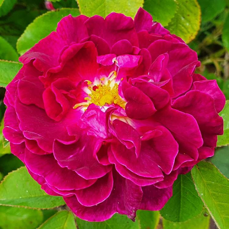 plant image 1325643 plant image 1325643