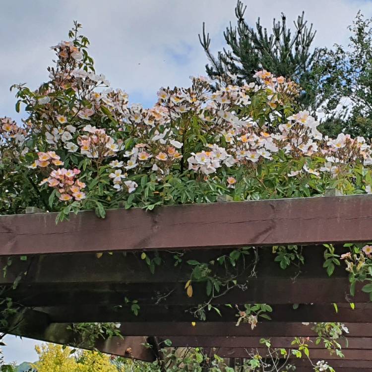 plant image 1325649