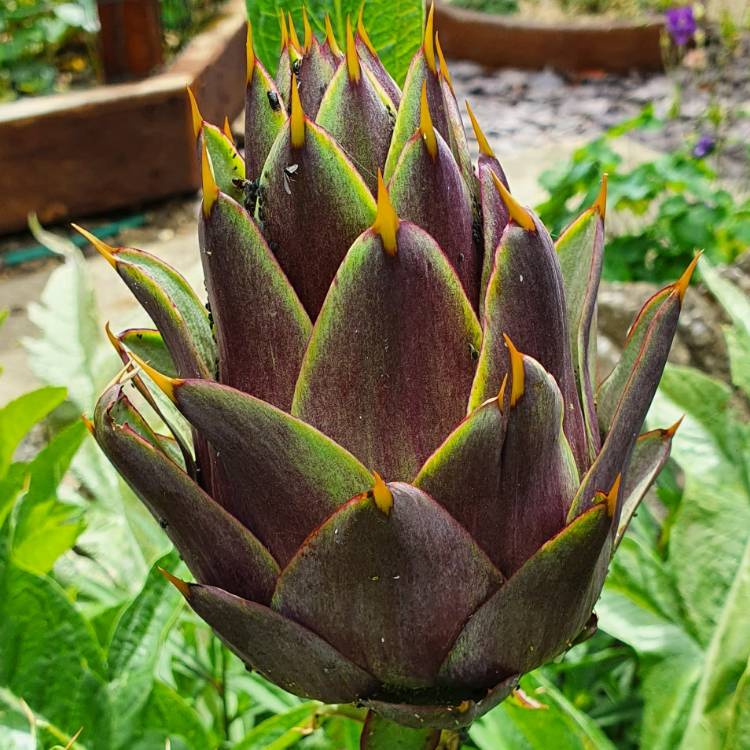 plant image 1325652