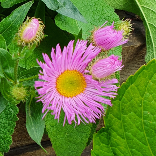 Plant image Erigeron glaucus 'Sea Breeze'