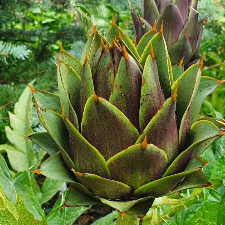 Plant image Cynara Scolymus