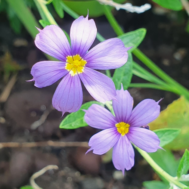 Plant image Sisyrinchium 'Sapphire'