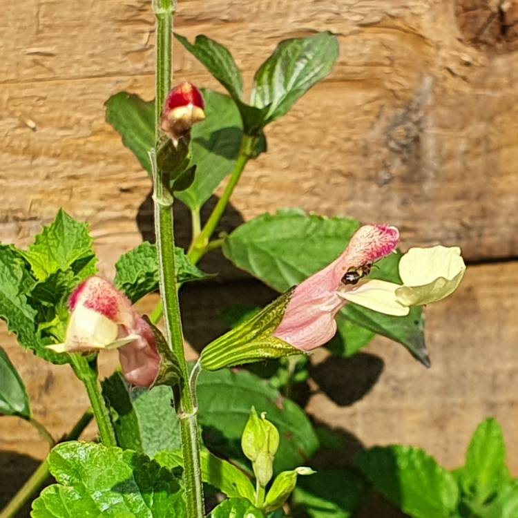 plant image 1341544