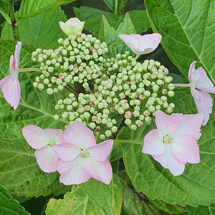 plant image 1341558