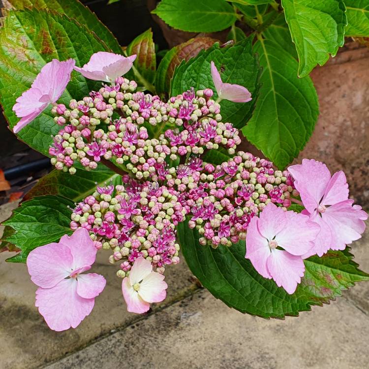 Plant image Hydrangea Macrophylla 'Shugert'