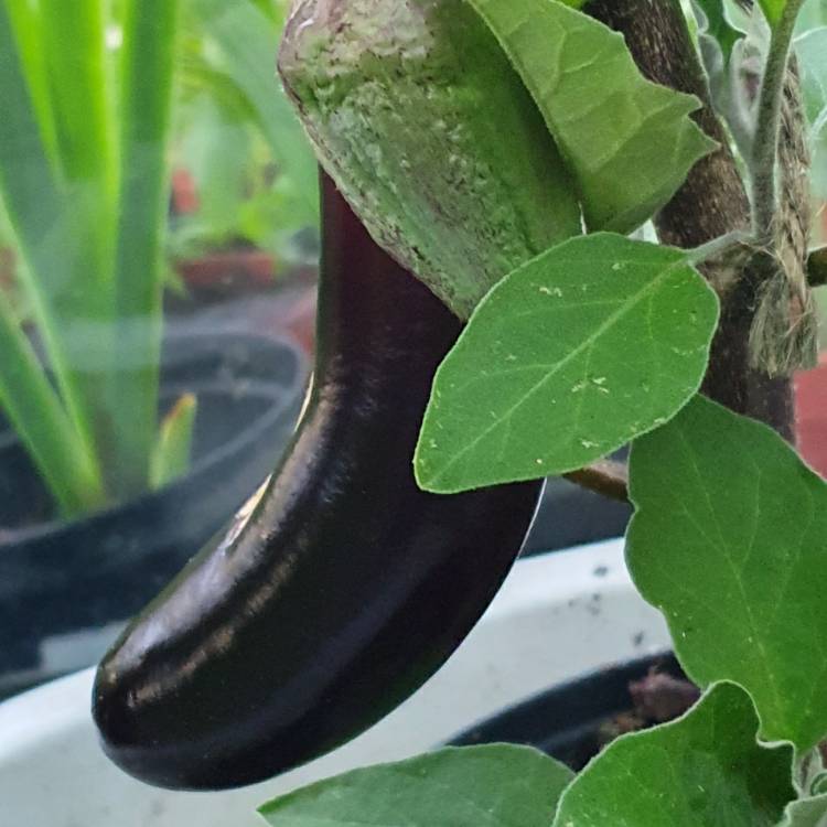 plant image 1353229