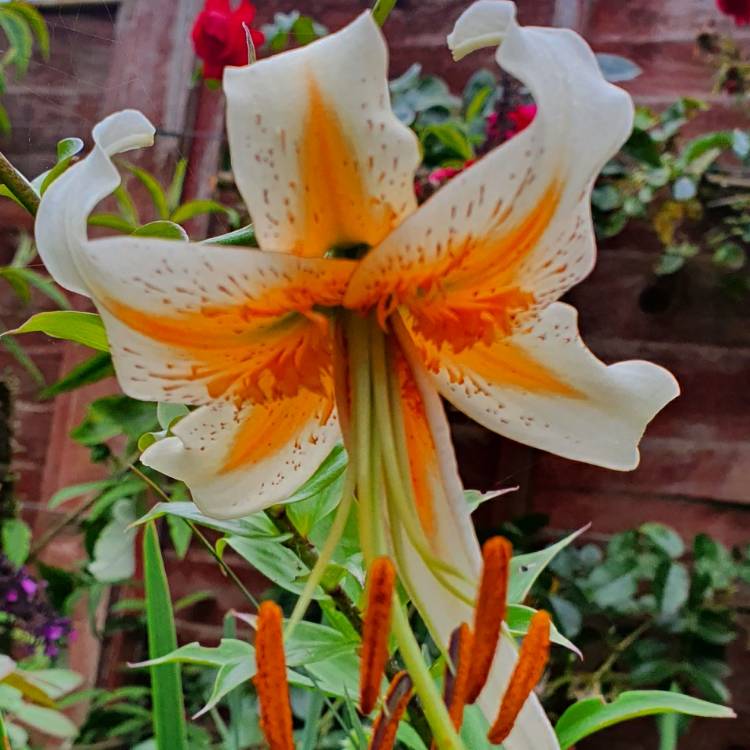 plant image 1356073 plant image 1356073