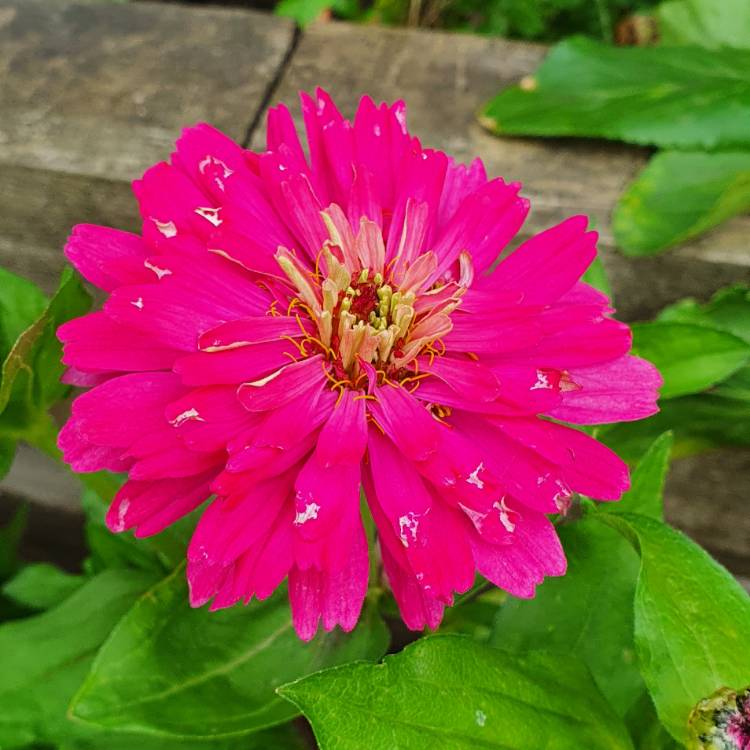 Plant image Zinnia elegans 'Whirligig Mix'