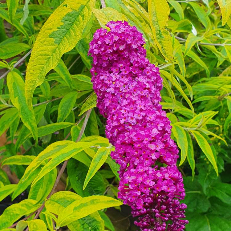 plant image 1357589 plant image 1357589