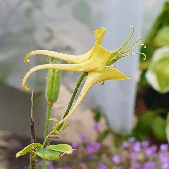 Plant image Aquilegia 'Mrs Scott Elliot'
