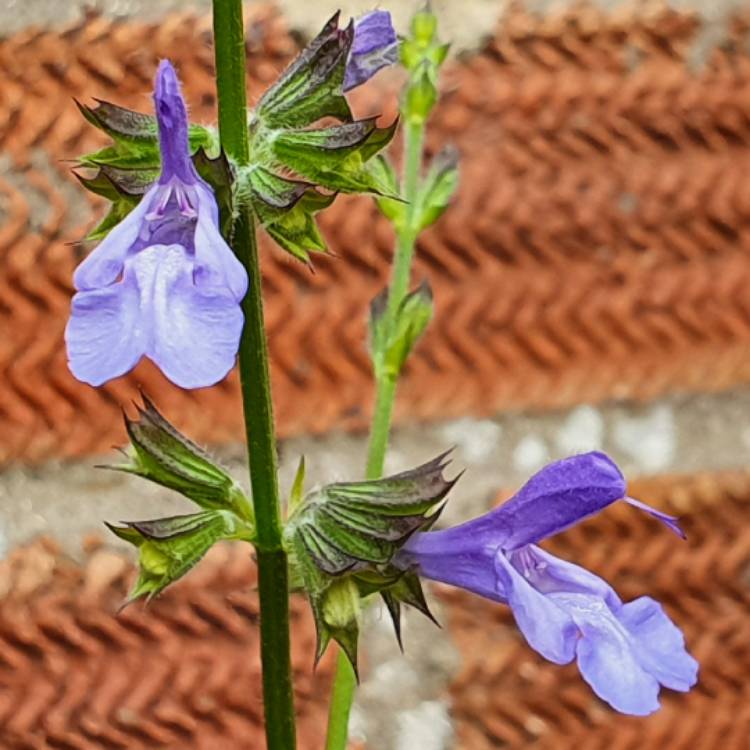 Plant image Salvia Chamelaegnea 'African Sky'