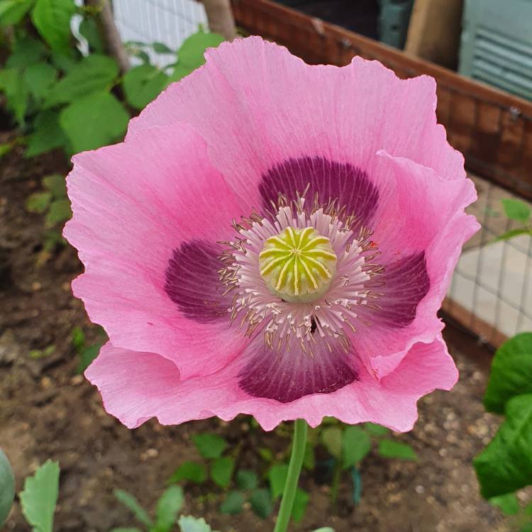 plant image 1364318 plant image 1364318