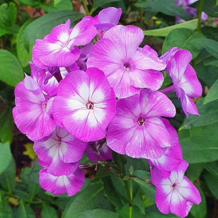 plant image 1367572 plant image 1367572