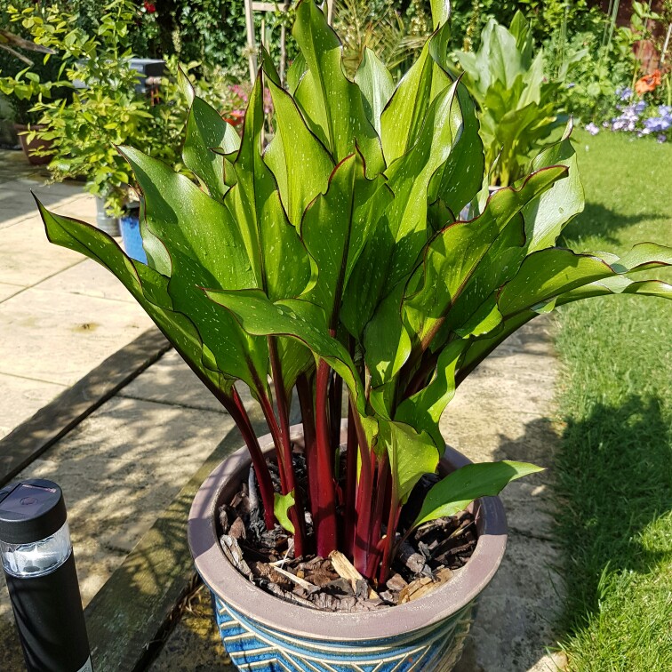 plant image 137208 plant image 137208