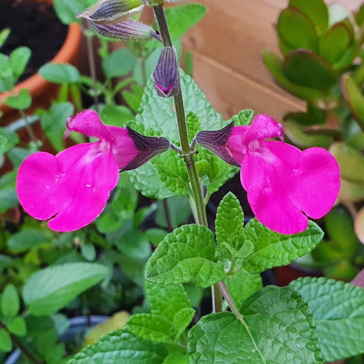 plant image 1380900