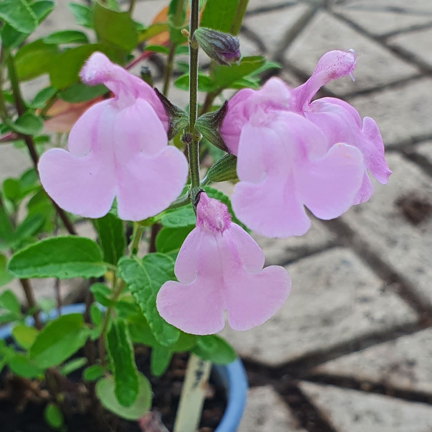 Plant image Salvia x jamensis 'Peter Vigeon'