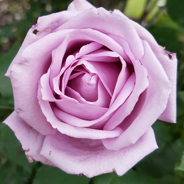 plant image 141034