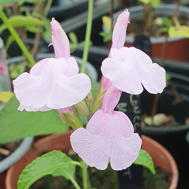 Plant image Salvia x jamensis 'Peter Vigeon'