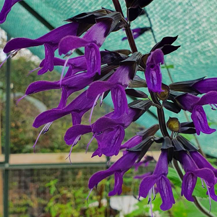 plant image 1414082