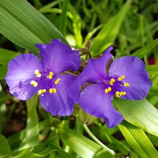 Plant image Tradescantia (Andersoniana Group) 'Sweet Kate'