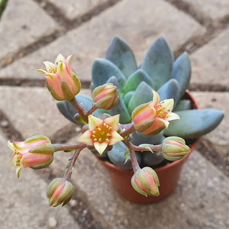 Plant image xSedeveria Blue Mist