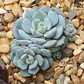 plant image 1434861