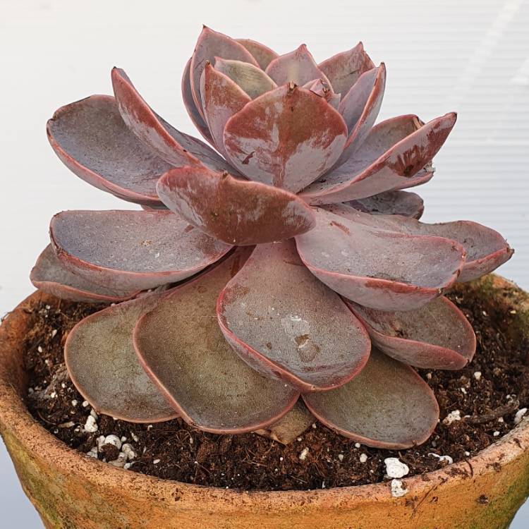 plant image 1447882 plant image 1447882