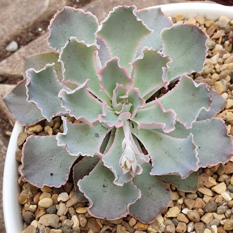 plant image 1449111