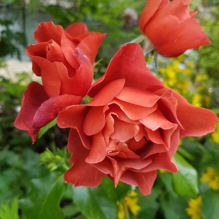 plant image 145153 plant image 145153