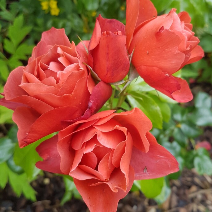 plant image 145156 plant image 145156