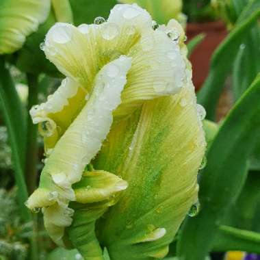 Tulipa 'Super Parrot'