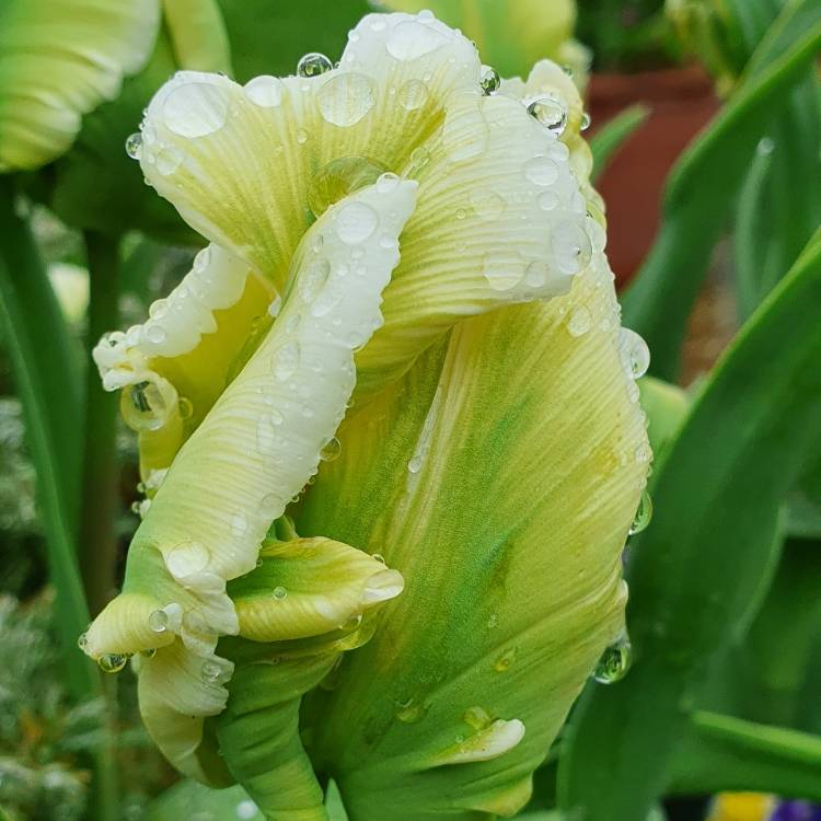 plant image 1463145
