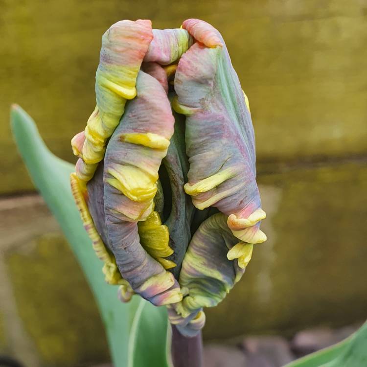 plant image 1464753 plant image 1464753