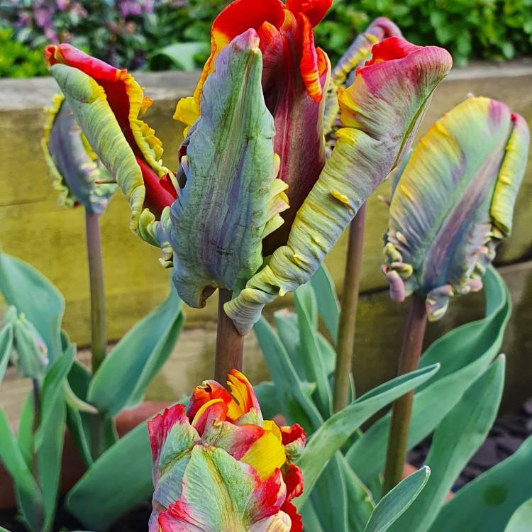 plant image 1467004 plant image 1467004
