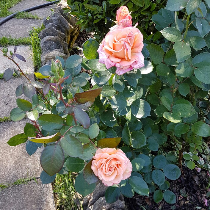 plant image 146875 plant image 146875