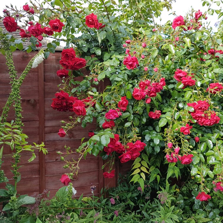 plant image 147056 plant image 147056