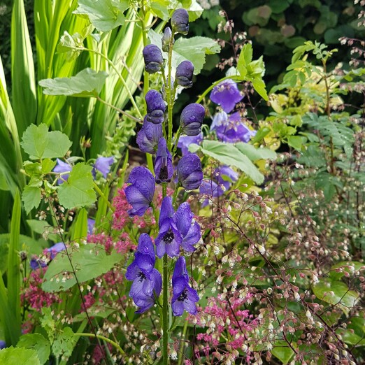 plant image 147066 plant image 147066