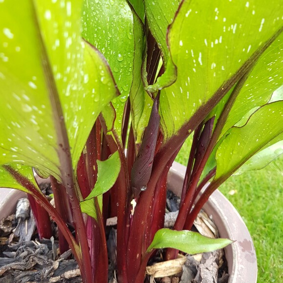 plant image 147178 plant image 147178