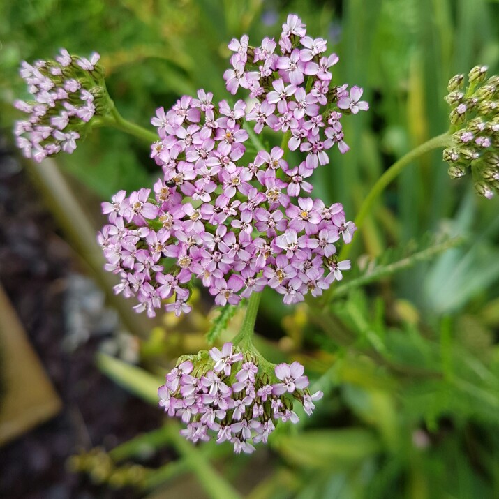 plant image 147184 plant image 147184