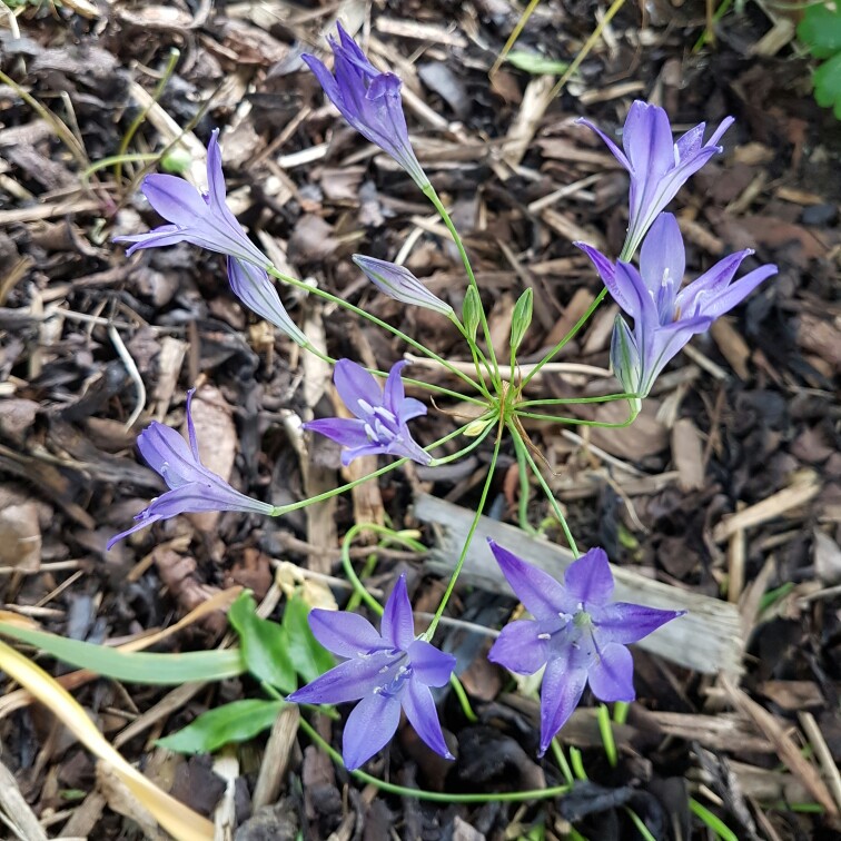 plant image 148551 plant image 148551