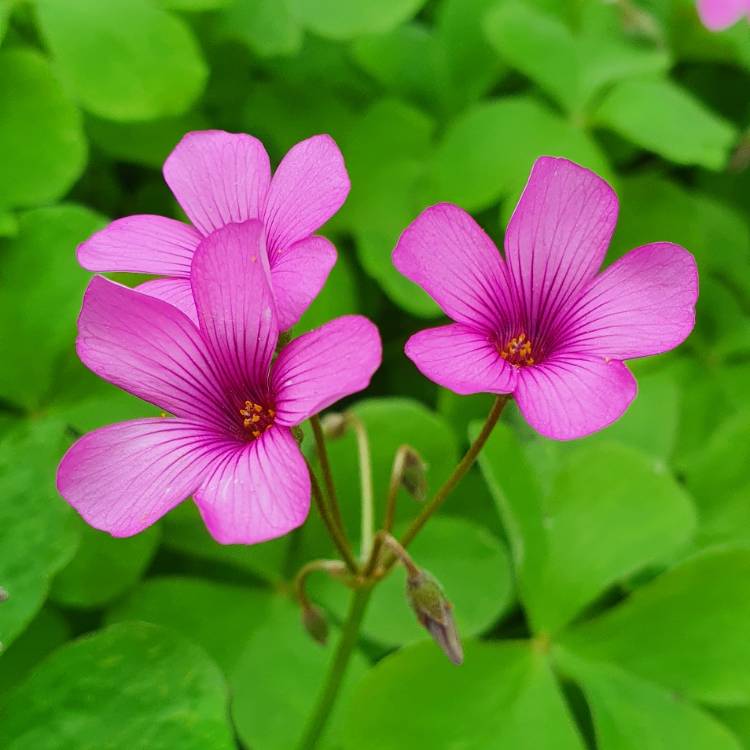Plant image Oxalis articulata 'Festival'