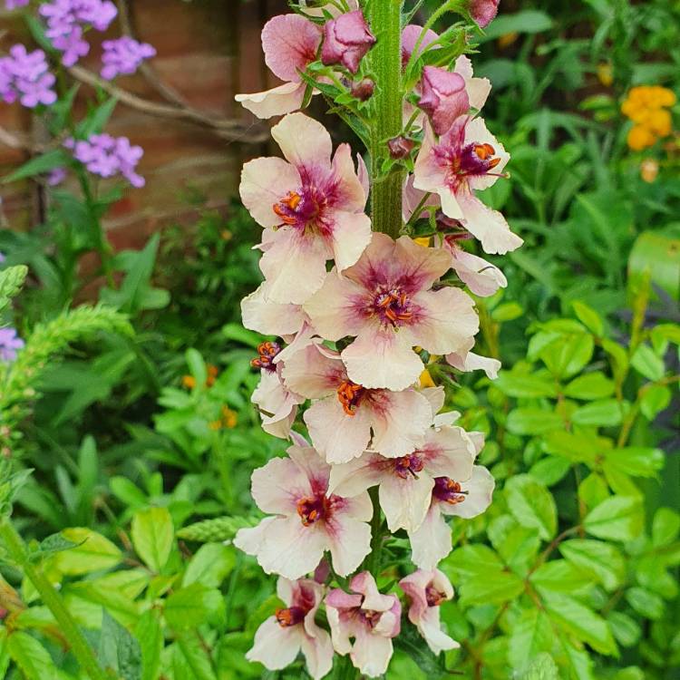 plant image 1490472 plant image 1490472