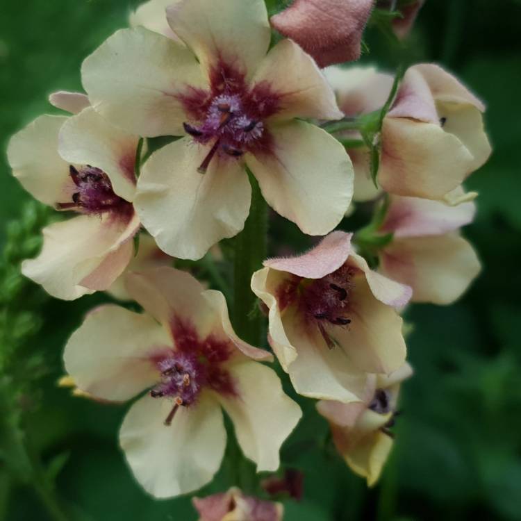 plant image 1495140 plant image 1495140