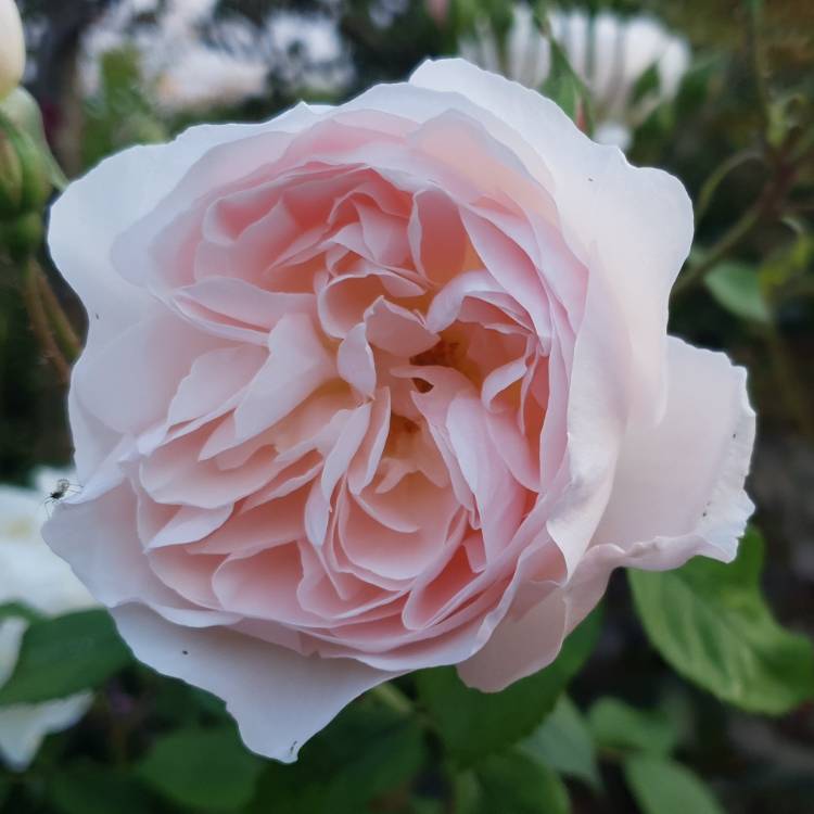 plant image 1495143
